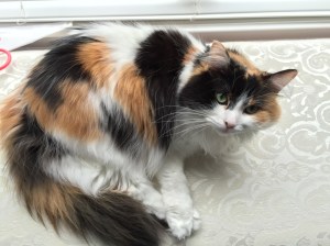 20141101_170648122_iOS